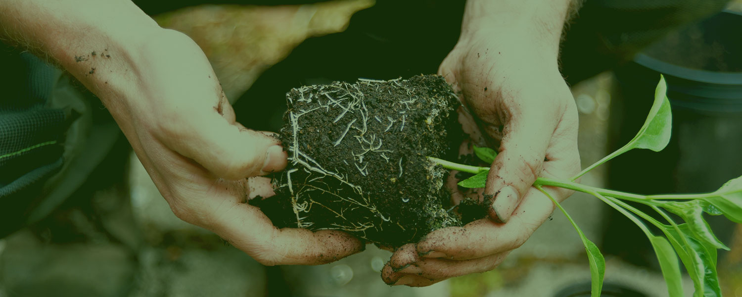preston garden services with Georges Gardens